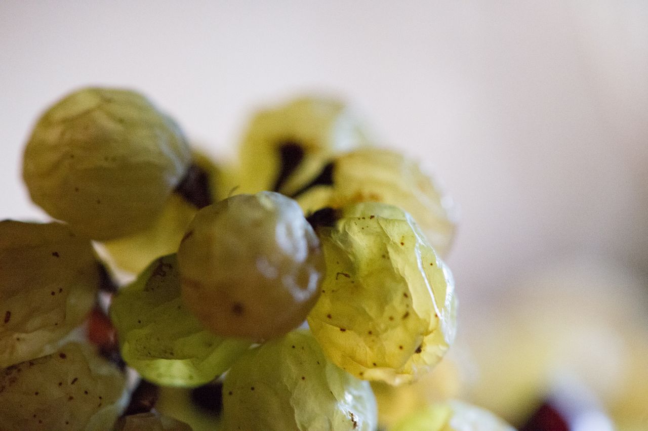 Vignoble Technique Vin de paille VDP-0046